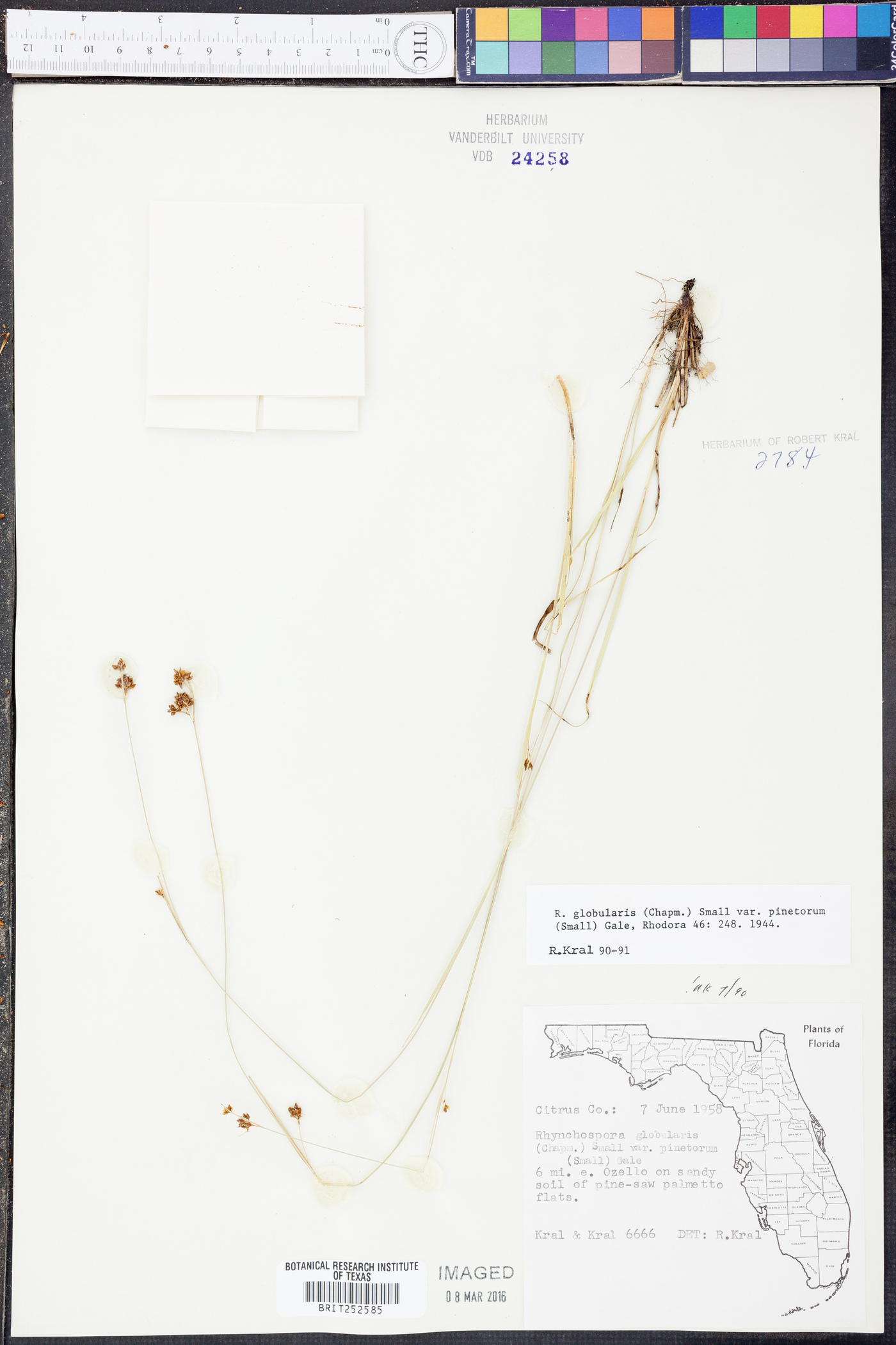 Rhynchospora globularis var. pinetorum image