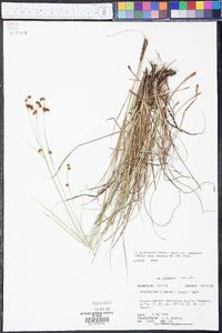 Rhynchospora globularis var. pinetorum image