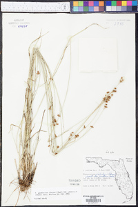 Rhynchospora globularis var. pinetorum image