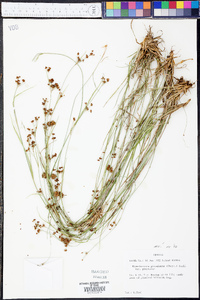 Rhynchospora globularis var. pinetorum image