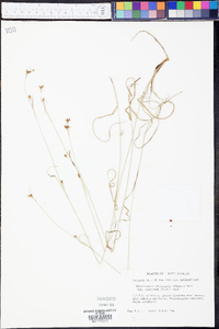 Rhynchospora globularis var. pinetorum image