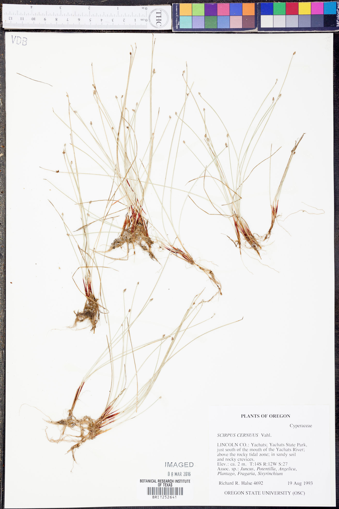 Scirpus cernuus image