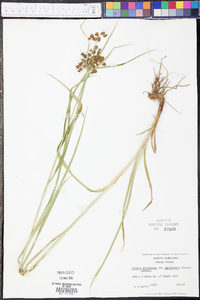 Scirpus atrovirens var. georgianus image