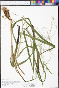 Scirpus divaricatus image