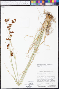 Rhynchospora glomerata image