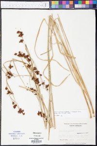 Rhynchospora glomerata image