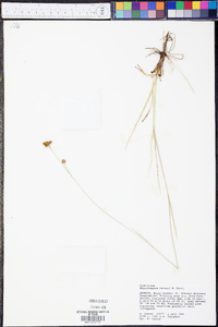 Rhynchospora harveyi image