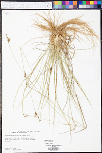 Rhynchospora harveyi image