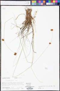 Rhynchospora harperi image