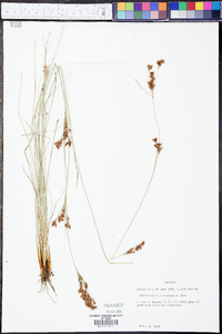 Rhynchospora torreyana image