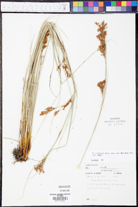 Rhynchospora torreyana image