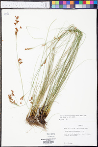 Rhynchospora torreyana image