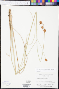 Rhynchospora tracyi image