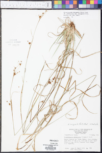 Rhynchospora recognita image