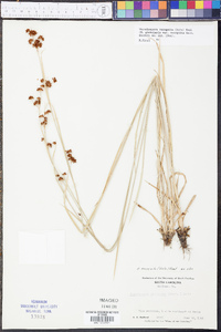 Rhynchospora recognita image