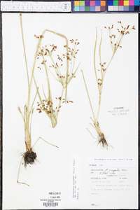 Rhynchospora scirpoides image