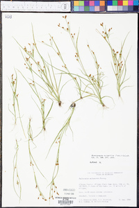 Rhynchospora scirpoides image