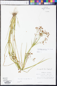 Rhynchospora scirpoides image