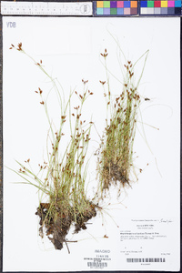 Rhynchospora scirpoides image