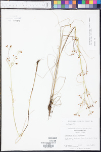 Rhynchospora scirpoides image