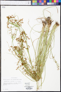 Rhynchospora scirpoides image