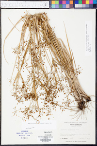 Rhynchospora scirpoides image