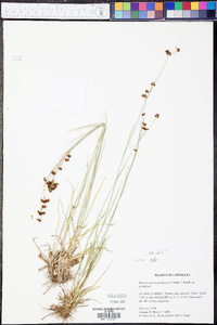 Rhynchospora globularis var. globularis image