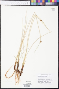 Schoenoplectus pungens var. longispicatus image