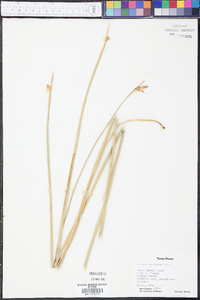 Schoenoplectus americanus image