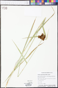 Scirpus georgianus image