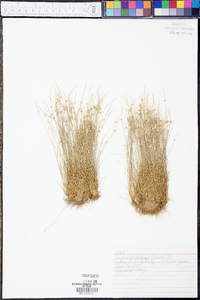 Isolepis carinata image