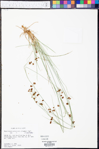 Rhynchospora globularis image