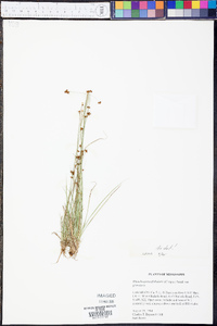 Rhynchospora globularis image