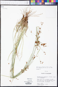 Rhynchospora globularis var. globularis image