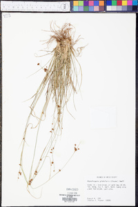 Rhynchospora globularis image