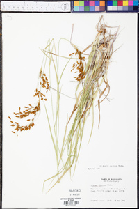 Scirpus pendulus image