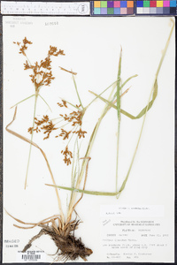 Scirpus pendulus image