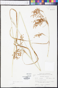 Scirpus pendulus image