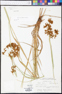 Scirpus pendulus image