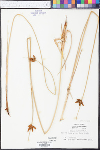 Schoenoplectus americanus image