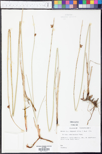 Schoenoplectus americanus image