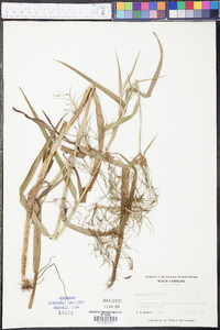 Scirpus divaricatus image