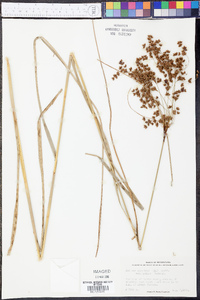 Scirpus cyperinus var. pelius image