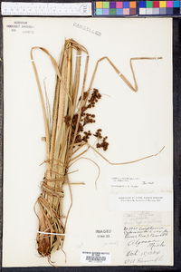 Scirpus cyperinus var. pelius image