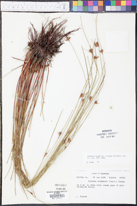 Scleria baldwinii image