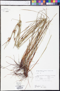 Scleria baldwinii image