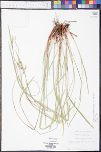 Scleria oligantha image