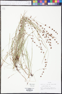 Scleria distans image