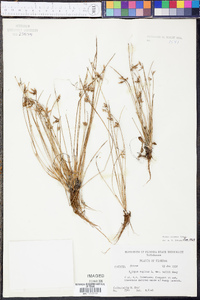 Scirpus erismanae image