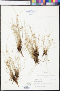 Scirpus erismanae image